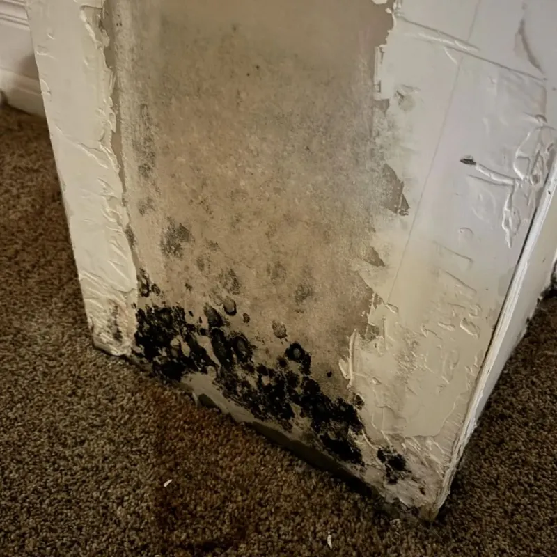 Professional Mold Removal in Fabens, TX